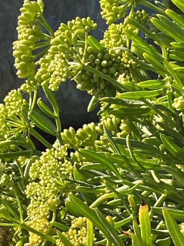 Crithmum maritimum, photograph 5