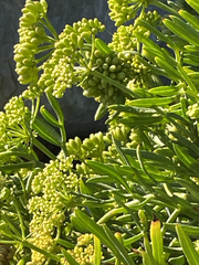 Crithmum maritimum, photograph author not stated, no rights reserved