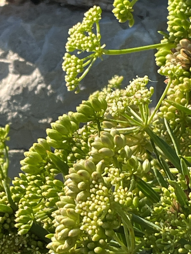 Crithmum maritimum, photograph 4