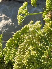 Crithmum maritimum, photograph author not stated, no rights reserved