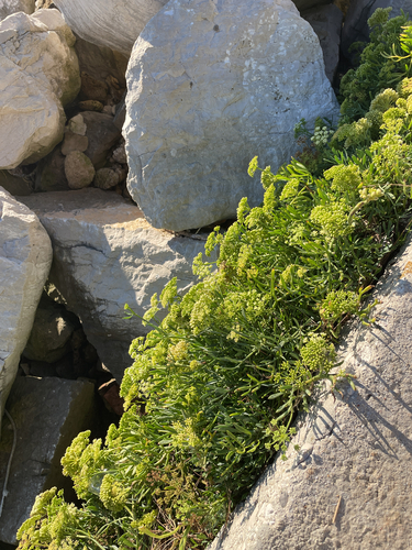 Crithmum maritimum, photograph 3