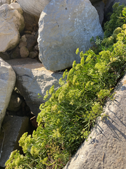 Crithmum maritimum, photograph author not stated, no rights reserved