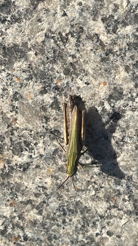 Steppe Grasshopper