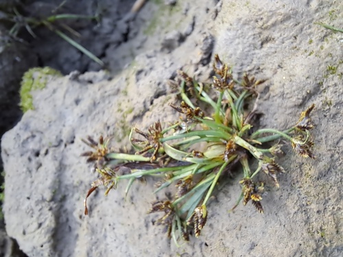 Brown Flatsedge