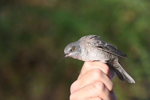 iNaturalist image