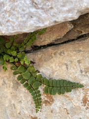 Asplenium trichomanes, photograph author not stated, no rights reserved