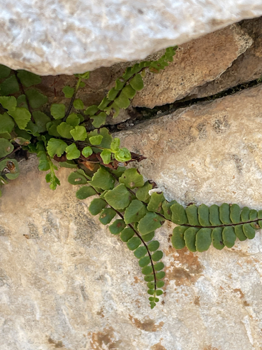 Asplenium trichomanes