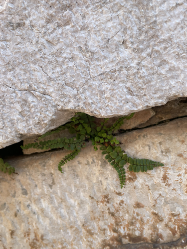 Asplenium trichomanes, photograph 3