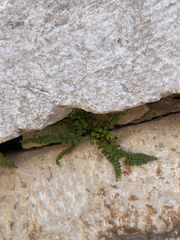 Asplenium trichomanes, photograph author not stated, no rights reserved