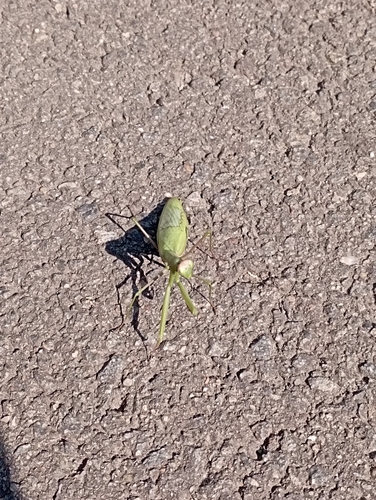 European Mantis