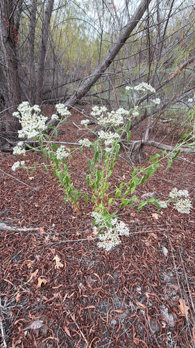 late boneset