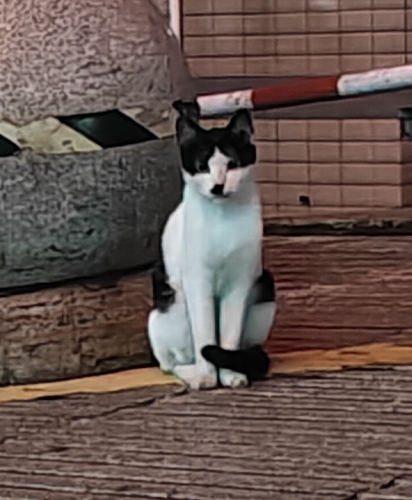 Domestic Cat