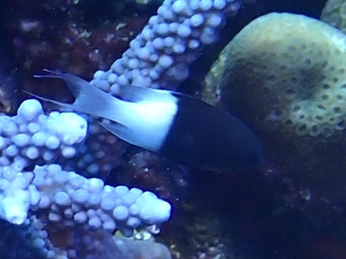 Chromis dimidiata observed 2026-09-23