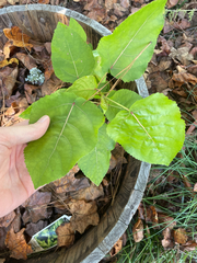 (c) Jessica, some rights reserved (CC BY) Populus deltoides, photograph (c) Jessica, some rights reserved (CC BY)
