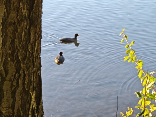 Eurasian Coot