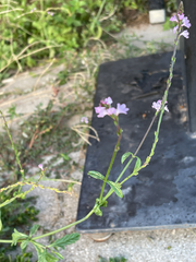 author not stated, no rights reserved Verbena officinalis, photograph author not stated, no rights reserved