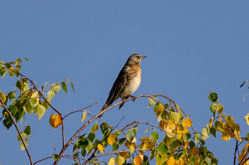 Fieldfare