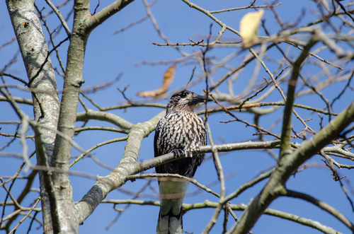 Northern Nutcracker