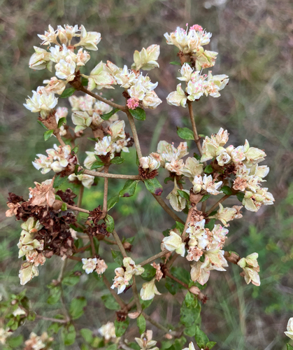 Eriogonum tomentosum, photograph 1