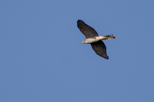 Eurasian Sparrowhawk