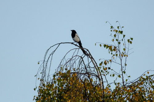 Eurasian Magpie