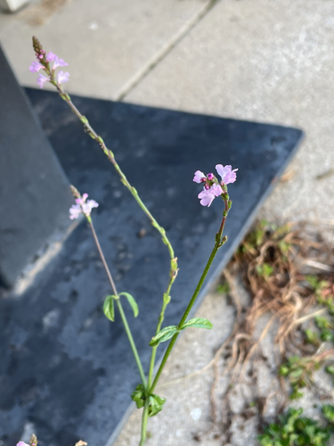 Verbena officinalis, photograph 2