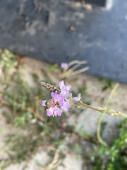 Verbena officinalis