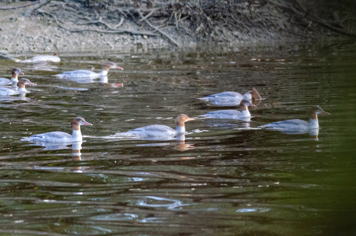 Common Merganser
