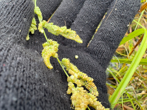 Beckmannia eruciformis, 2026-09-26