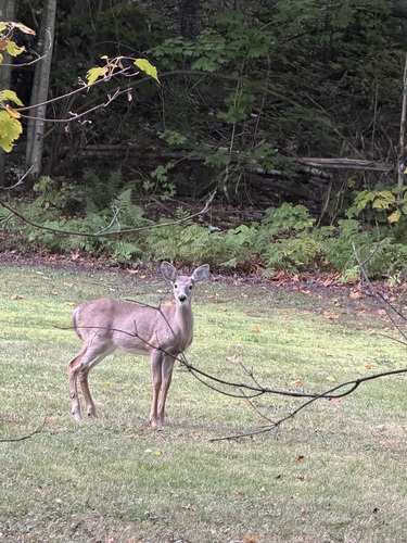 White-tailed Deer