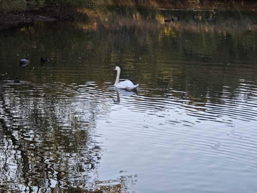 Mute Swan