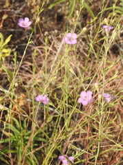Agalinis heterophylla