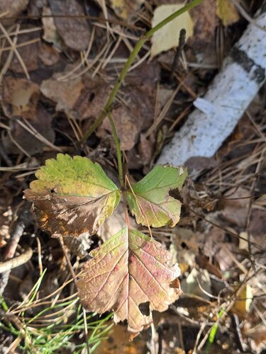 Rubus saxatilis, photograph 5