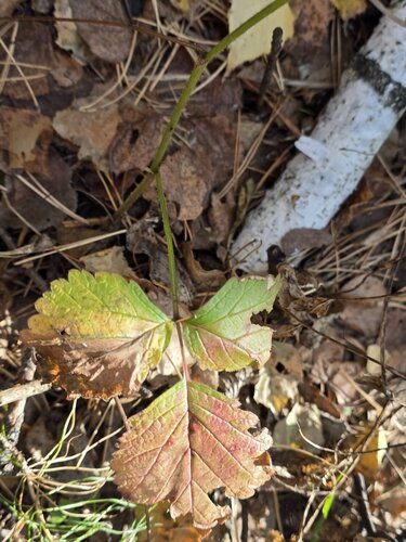 Rubus saxatilis, photograph 6