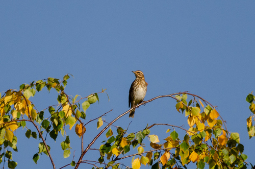 Redwing