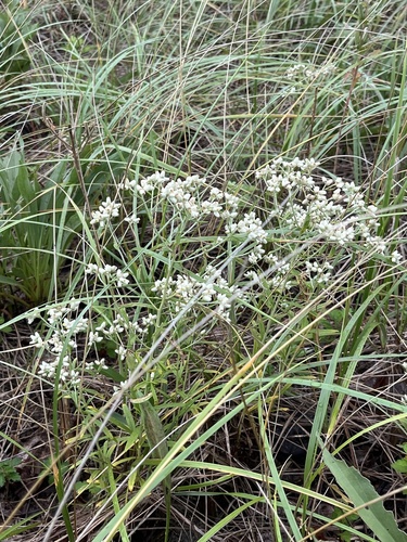 Pseudognaphalium obtusifolium, photograph 2