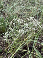 Pseudognaphalium obtusifolium, photograph author not stated, no rights reserved