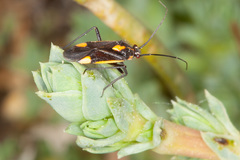 Capsodes sulcatus