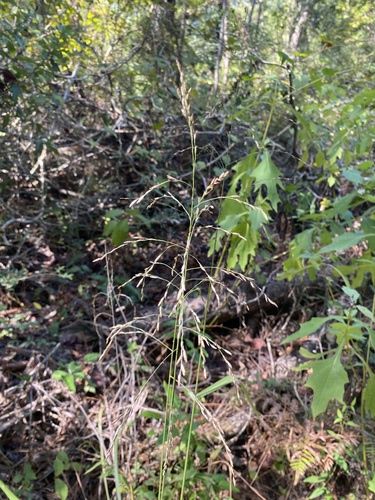 Tridens flavus, photograph 1