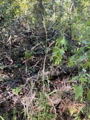 Tridens flavus