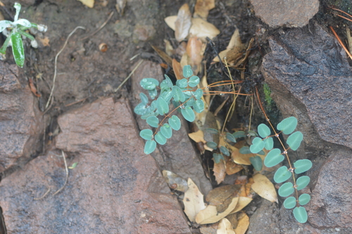 Pellaea intermedia