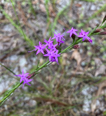 Liatris pauciflora