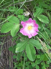 Rosa gallica