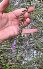 Liatris pauciflora, photograph author not stated, no rights reserved