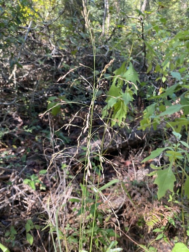 Tridens flavus, photograph 2