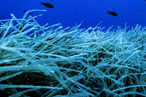 Posidonia oceanica, photograph 1
