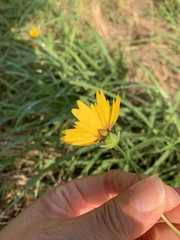 Coreopsis nuecensis