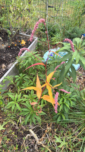 Far Eastern smartweed