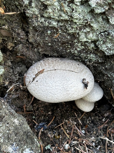 Veiled Oyster