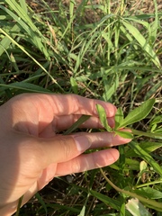 Coreopsis nuecensis